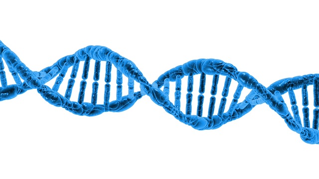 Mapping the human genetic architecture of COVID-19